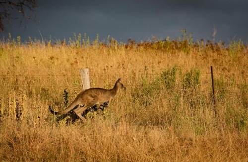 Myrrhee House | The Lodge by Mt Bellevue