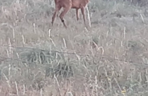 Nevoy Cottage | The Marceaux