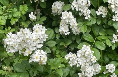 McIndoe Falls Bed & Breakfast | The McIndoe Falls Inn