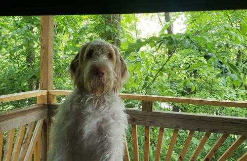 Black House | The Merle Haggard Cabin