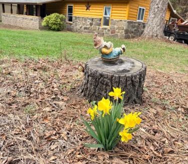 Morton Villa | The Nature Stream Lodge