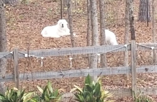 Rutledge House | The Nest, Firefly at Madison