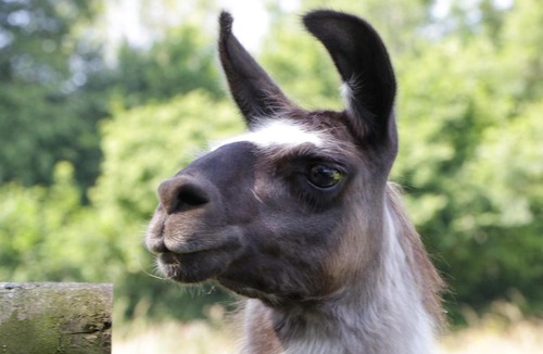 Radstock House | The Old Coach House