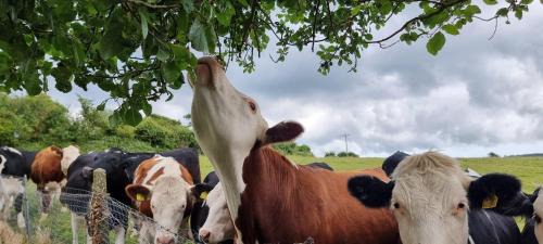 Church Knowle Apartment | The Old Post Office