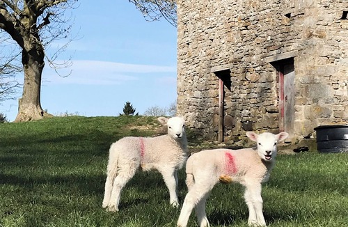 Aysgarth Cottage | The Owlery at Aysgarth