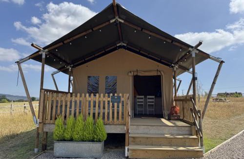 Forest of Dean Other | The Paddock