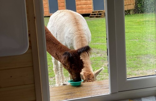 Sittingbourne Cabin | The Piggery - Glamping Pod