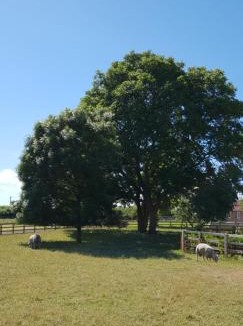 York House | The Piglets