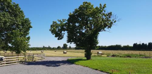 York House | The Piglets