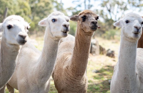 Windeyer Cabin | The Retreat Cabin Sum