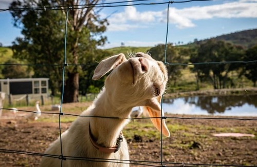 Windeyer Cabin | The Retreat Cabin Sum
