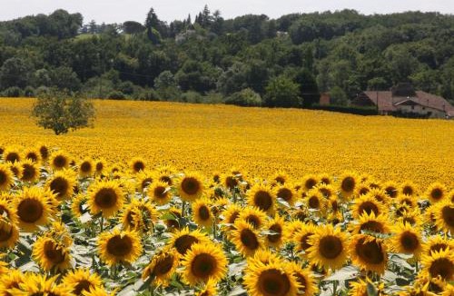 Miramont-de-Guyenne Bed & Breakfast | The Retreat @ Le Grand Bois