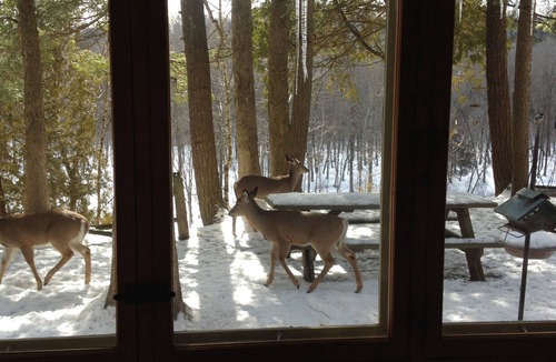 Newaygo Cabin | The River Cabin