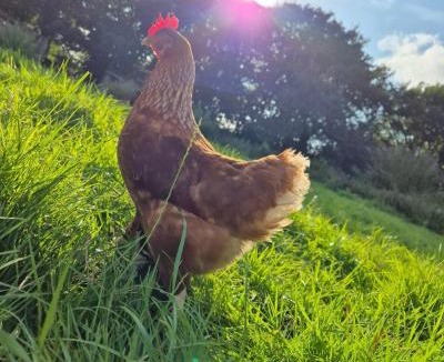 Totnes Cabin | The Roost at Broadgates