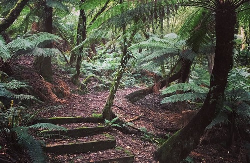 Tanybryn Cottage | The Source Otways