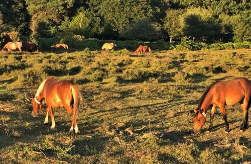 New Forest District House | The Squirrels