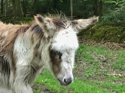 New Forest District House | The Squirrels