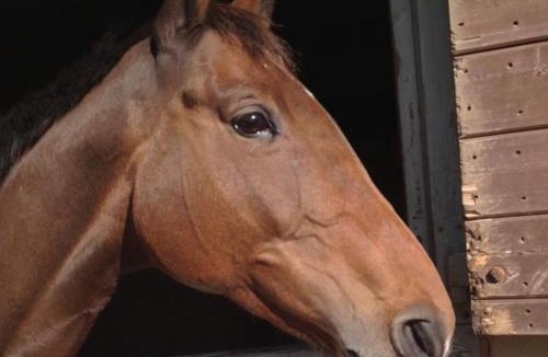 Knowle Sands House | The Stables - Deer Park Farm