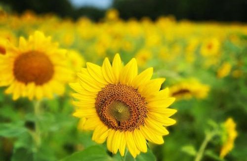 Columbus Apartment | The Sunflower