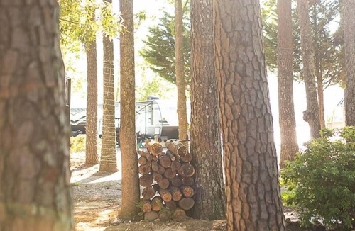 Gadsden Cabin | The Tree Stump at River Rocks Landing