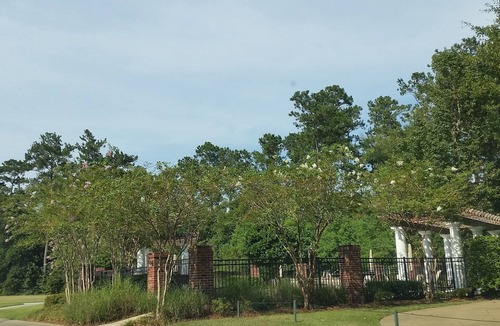 Springfield Villa | The Villas at Carter Plantation
