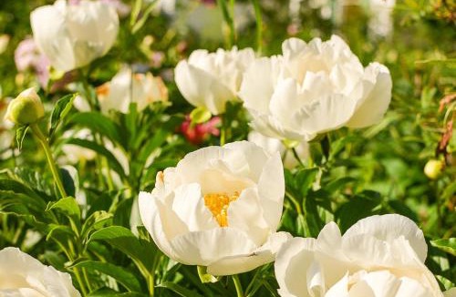 Waldoboro House | The Waldoboro Inn