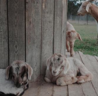 Tomerong House | The Woods Farm Jervis Bay