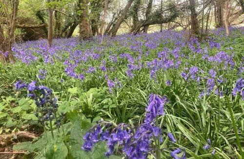 West Meon Apartment | The Woodshed