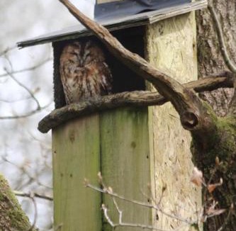 Mawr Apartment | The Wrens Nest