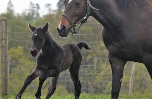 Cranbrook Bed & Breakfast | Three Chimneys Farm Accommodation