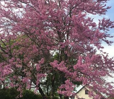 Rainans Villa | Ti'KiCaz