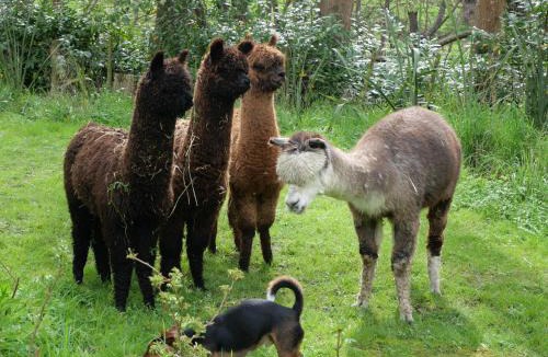 Masterton District House | Tinui Food Forest Cottage