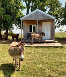 Lawton Apartment | Tiny Cabin at the DonkeyRanch