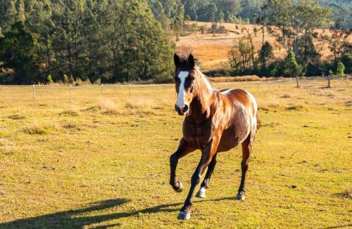 Glenreagh House | Tiny Creekside Cabin by Tiny Away