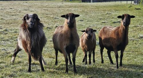 Boigny-sur-Bionne House | Tiny House avec Spa privatif
