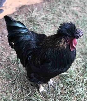 Eungella Ski Chalet | Tiny House Farmstay Mount Warning