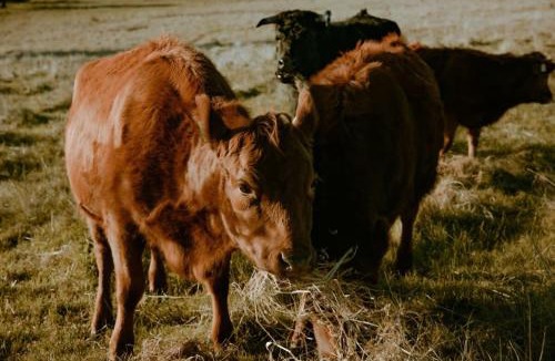 Smeaton House | Tiny Regen Farm Stay by Tiny Away