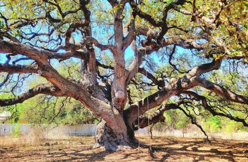Rio Frio House | TJs Escape Landmark Oak Tree 1mile2river