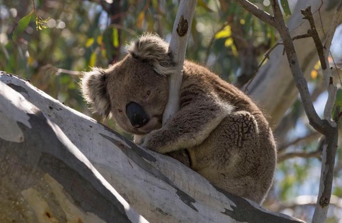 Cobram East Resort | Tokemata Retreat