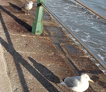 Chysauster House | Tolpedn Cottage