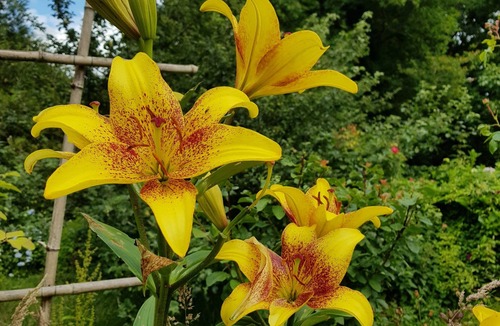 Plouay House | Traditional Breton house
