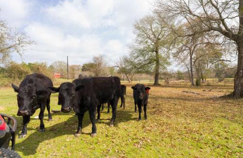 Waller House | Tranquil Plantersville Cabin: Farm Animals On-Site
