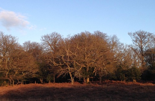 New Forest District Cottage | Tranquil & stylish cottage in Minstead, New Forest