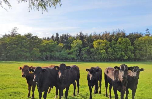 Annan House | Trebor Cottage