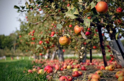 Sodus Cabin | Treehouse 4 · Wander INN Treehouse with private hot tub