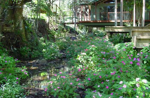 Flaxton Resort | Treetops Montville