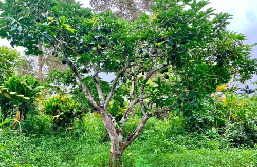 Kealakekua House | Tropical Fruit Farm Retreat