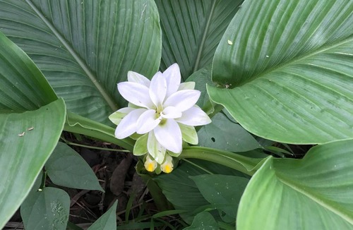 Kealakekua House | Tropical Fruit Farm Retreat