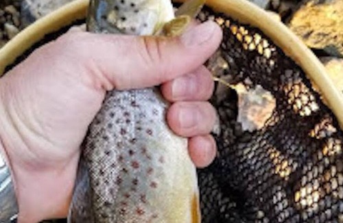 Waterville Cabin | Trout Lodge w/ Hot Tub