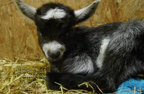 Saint Ann's Chapel House | Tuell Farm Cottages